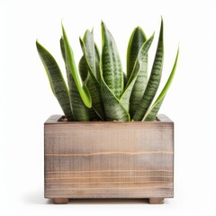 Modern Snake Plant in Clean White Pot for Interior Design