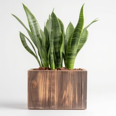 Modern Snake Plant in Clean White Pot for Interior Design