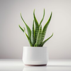 Modern Snake Plant in Clean White Pot for Interior Design