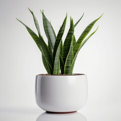 Modern Snake Plant in Clean White Pot for Interior Design