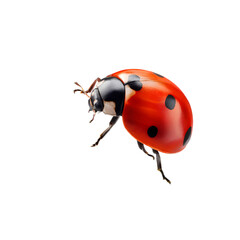 Vibrant ladybug close-up showcasing natural beauty, perfect for spring designs, educational materials, and nature-themed creative projects needing organic charm
