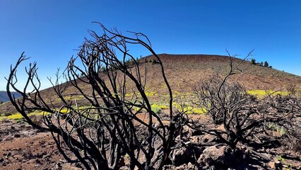Explore a sunlit volcanic landscape with charred trees after a wildfire, showcasing natures...
