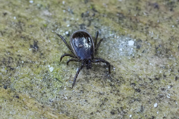 Close-up of a glossy, engorged tick with multiple legs on a textured surface, representing potential health hazards.