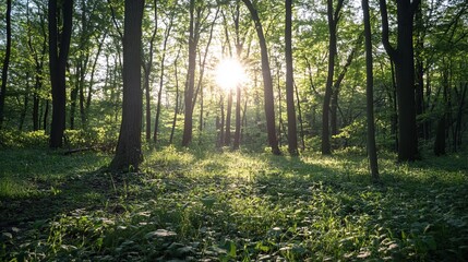 Naklejka premium Sunlight streams through a verdant forest