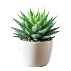 Green succulent in white pot