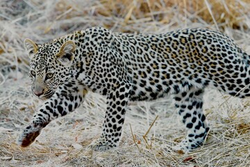 leopard in the grass