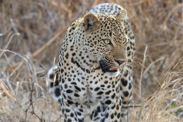 Leopard cub