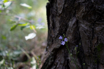 delicate purple wildflowers cling to the rugged bark of a tree, set against a softly blurred green background, capturing a serene moment in a sunlit forest glade, beauty, bokeh, background, closeup