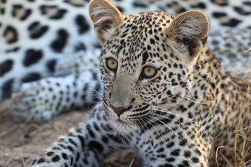 Leopard cub