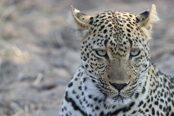 Leopard