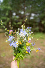 vibrant bouquet of wildflowers including blue chicory, white daisies, and yellow blooms held in hand against a blurred lush green forest background, evoking a sense of natural serenity, idyllic