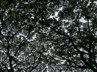 A view looking up at dense tree branches and leaves creating a natural canopy against the sky.