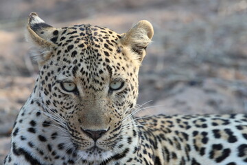 portrait of a leopard