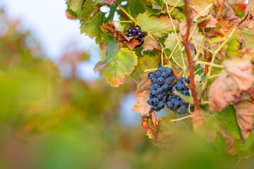 Detail of grape bunches between orange and green leaves in autumn vineyard, illustrating seasonal transition and agricultural richness in the wine-producing region of La Rioja, Spain