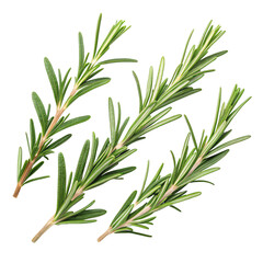Fototapeta premium Rosemary Sprigs Culinary Herb Aromatic Plant Fresh Green Leaves Isolated On Transparent Background