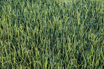 Fresh green rice plants soaked in morning dew, creating a vibrant and moist texture on a peaceful early day in the paddy field.
