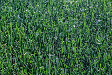 Obraz premium Fresh green rice plants soaked in morning dew, creating a vibrant and moist texture on a peaceful early day in the paddy field.