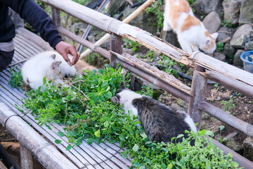 Group of curious cats gather on a bamboo bench, sniffing and nibbling fresh green leaves, while one cat climbs over the railing, adding playful charm to this peaceful rural scene.