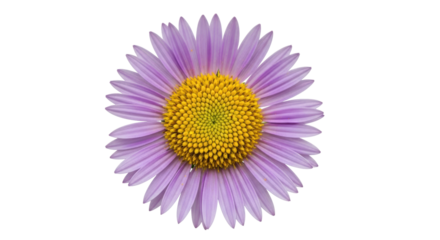 Isolated Single Purple Aster Flower