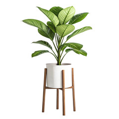 Indoor Plant in White Pot on Wooden Stand Lush Green Foliage Home Decor Plant Care Isolated On Transparent Background