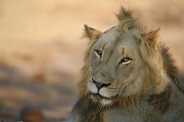 Male Lion