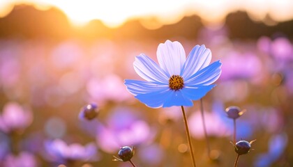 Sunset cosmos field