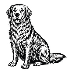 Fototapeta premium Black Labrador Retriever and Golden Retriever sitting on white background portrait