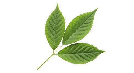 Isolated Three Green Cherry Leaves