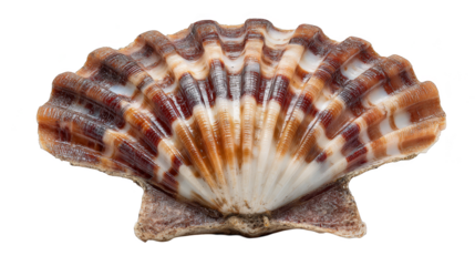 Exquisite seashell patterns, a closeup of brown and white hues in nature's coastal artwork.