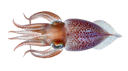 Intriguing closeup, squid's enigmatic presence in the dark depths closeup.