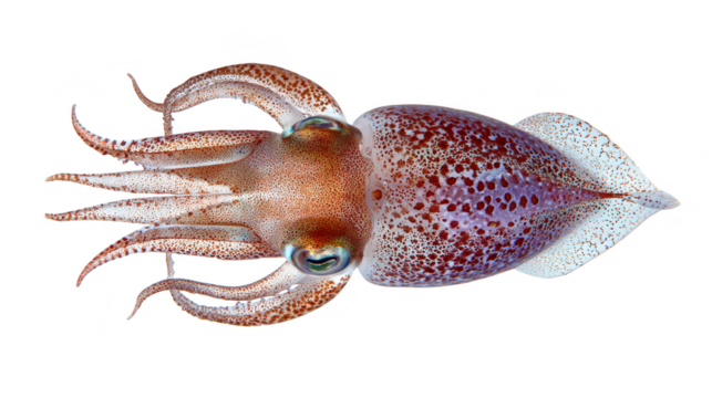 Intriguing closeup, squid's enigmatic presence in the dark depths closeup.