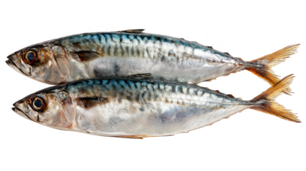 Intriguing underwater encounter, two fish gracefully navigate the dark depths.