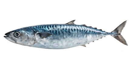 Striking contrast, a fish's vibrant colors against deep black background.