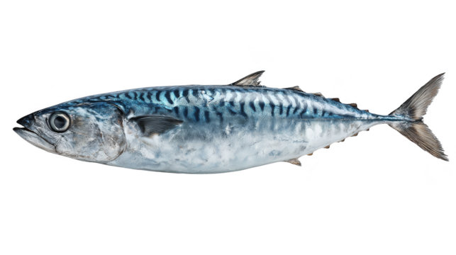 Striking contrast, a fish's vibrant colors against deep black background.