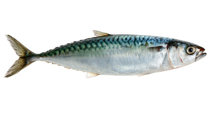 Obraz premium Striking simplicity, a fish against black background.