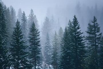 Obraz premium Tall Pine Trees with Light Snowfall and Misty Winter Atmosphere