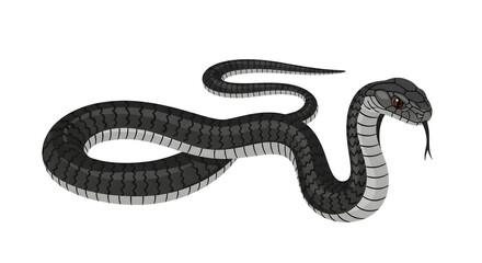Fototapeta premium Black snake with gray stripes, serpent illustration, reptile, dangerous animal