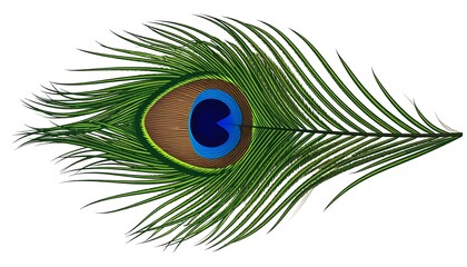 Detailed peacock feather