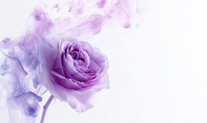 With its soft grey leaves, a single purple rose stands serenely against a backdrop of smoky, ethereal mist, producing an ambiance that is both refined and slightly obscure