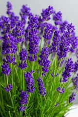 Naklejka premium Close Up Purple Lavender Flowers In Bloom