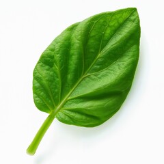Isolated spinach leaf on a white background