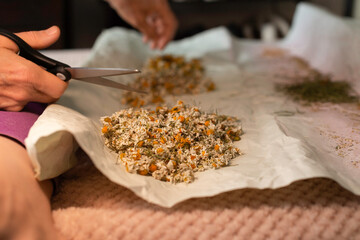 Wiry hands of an elderly woman are cutting dried chamomile flowers