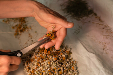 Wiry hands of an elderly woman are cutting dried chamomile flowers