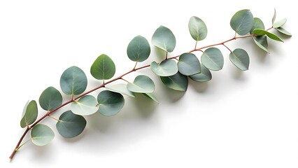 Eucalyptus leaves on a white background showcasing natural beauty and simplicity