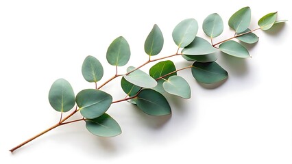 Eucalyptus leaves arranged beautifully on a flat surface for decorative purposes