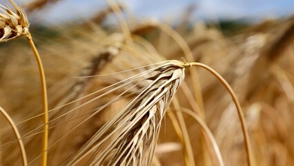 Close-up of ripe barley ears in a golden field