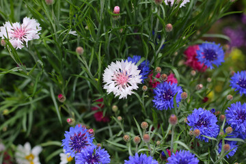 A variety of colorful flowers in full bloom at a park in Japan