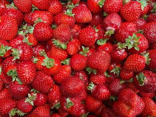  Fresh Ripe Strawberries with Green Stems in Close-Up View
