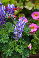 A variety of colorful flowers in full bloom at a park in Japan