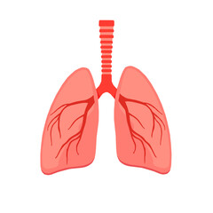 Flat vector illustration of human lungs anatomy. Medical and educational icon representing respiratory system, isolated on white background, ideal for health, science, and biology topics.